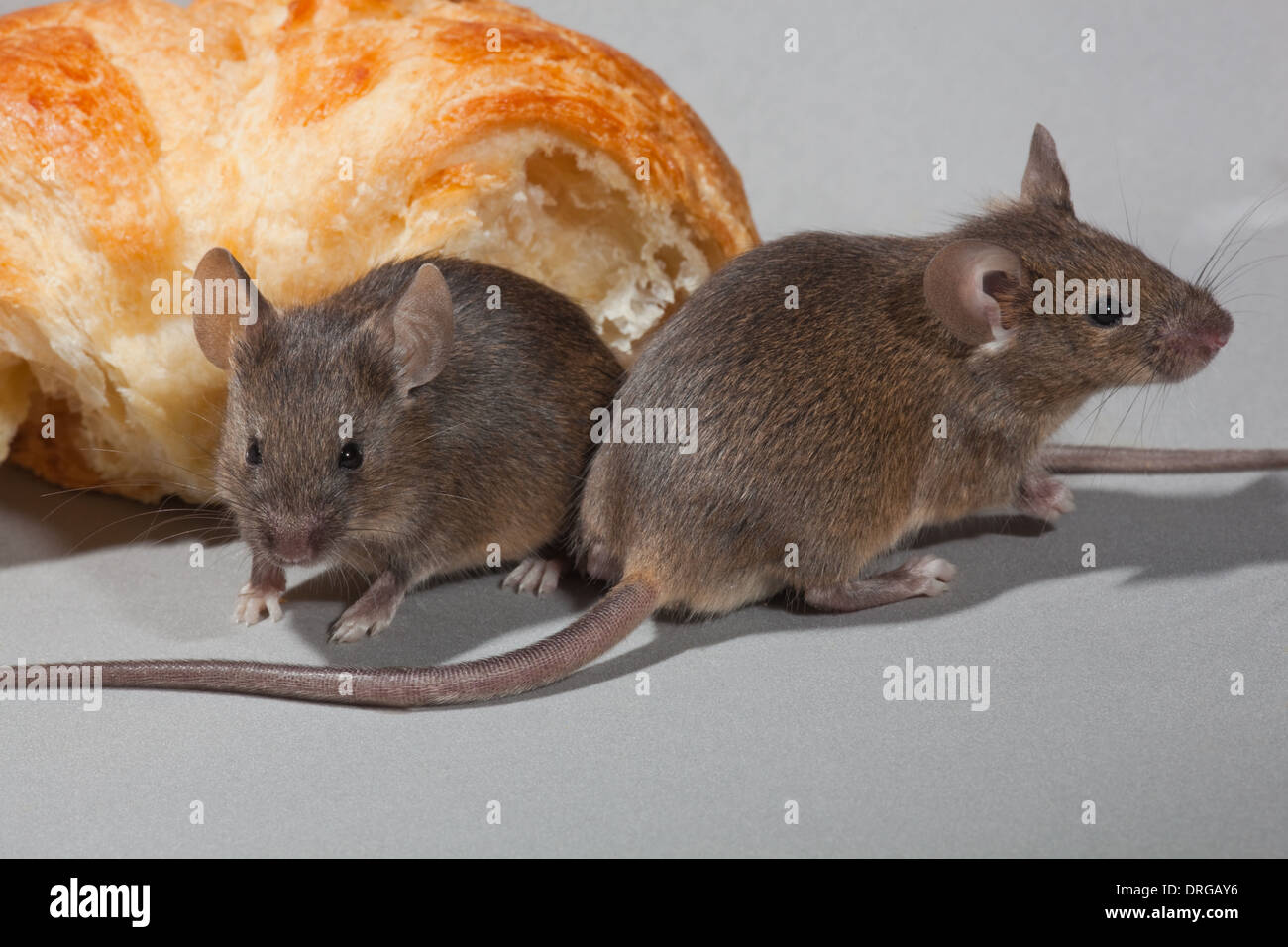 Casa ratones (Mus musculus). Foto de stock