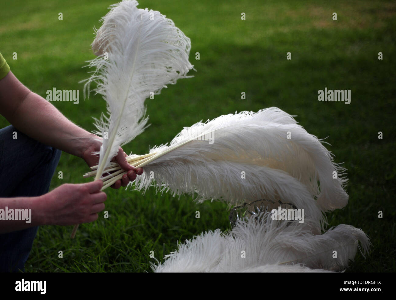 Plumas de avestruz para la venta fotografías e imágenes de alta resolución  - Alamy