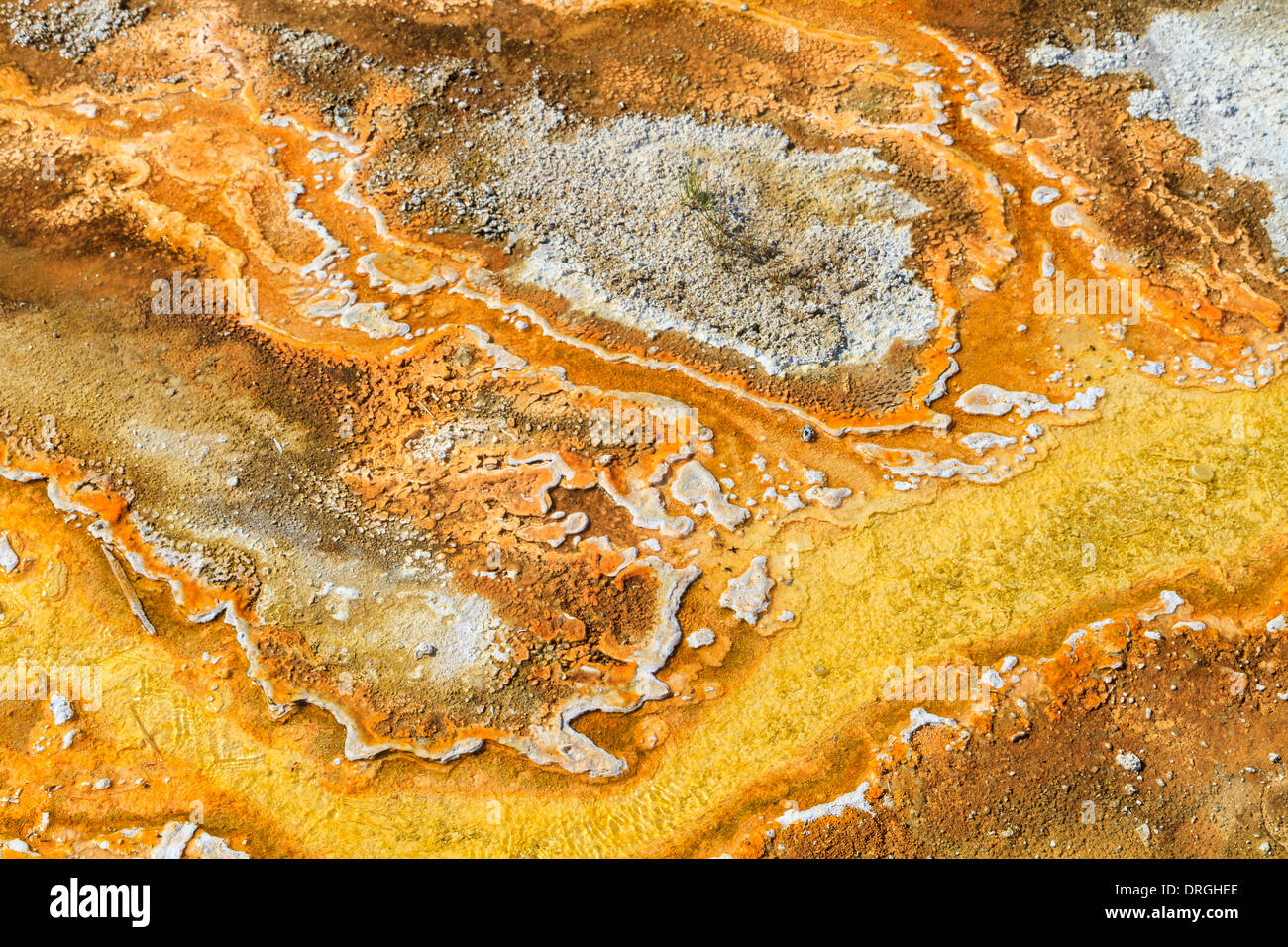 Tapetes microbianos en piscinas geotérmica, el Parque Nacional Yellowstone, Wyoming Foto de stock