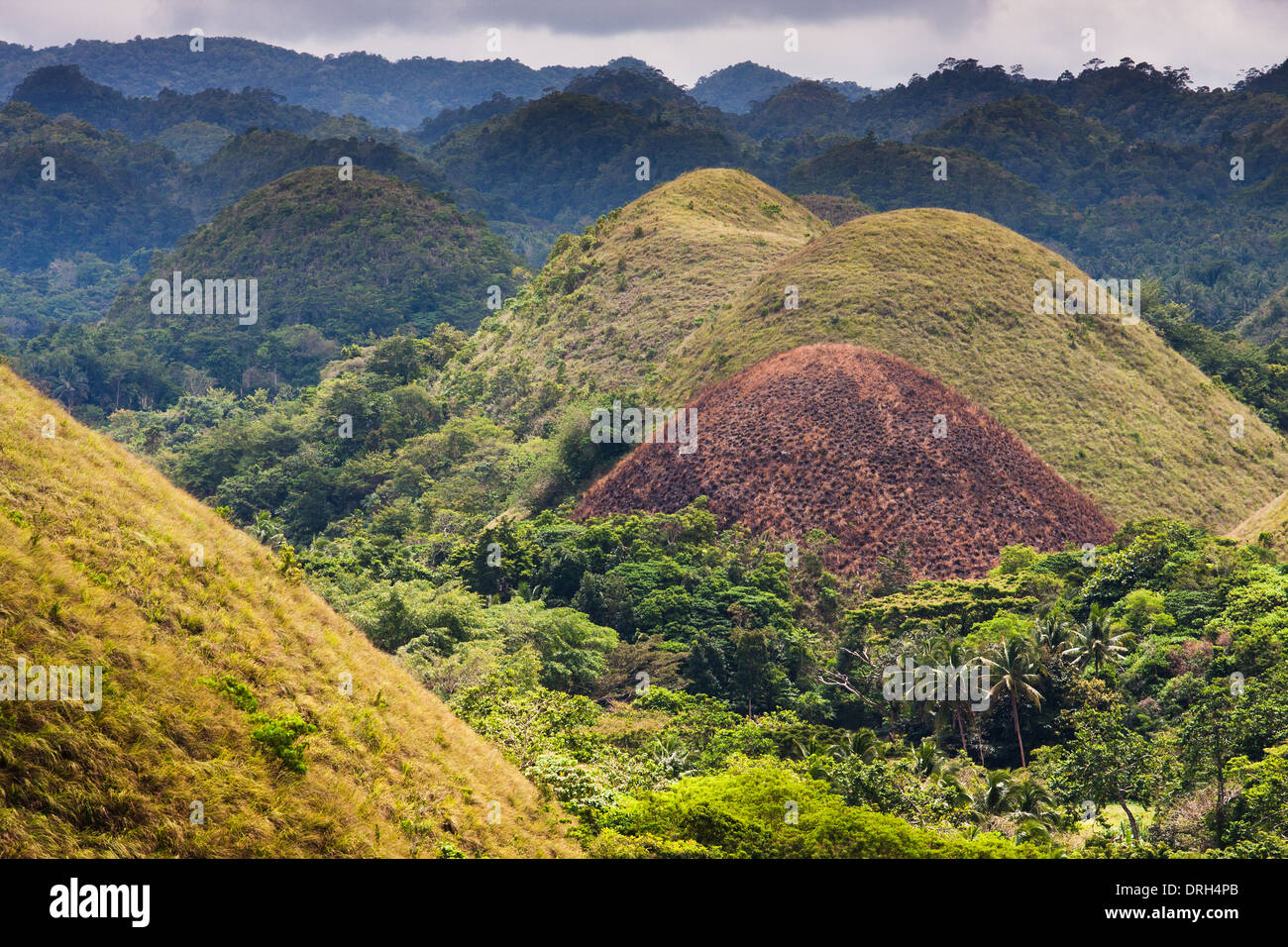 Vista de las Colinas de Chocolate, la isla de Bohol, Filipinas, Asia Foto de stock