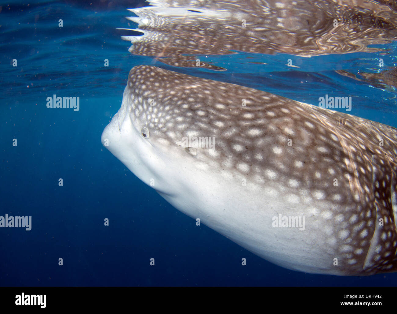 Un tiburón ballena nade tranquilamente por Foto de stock