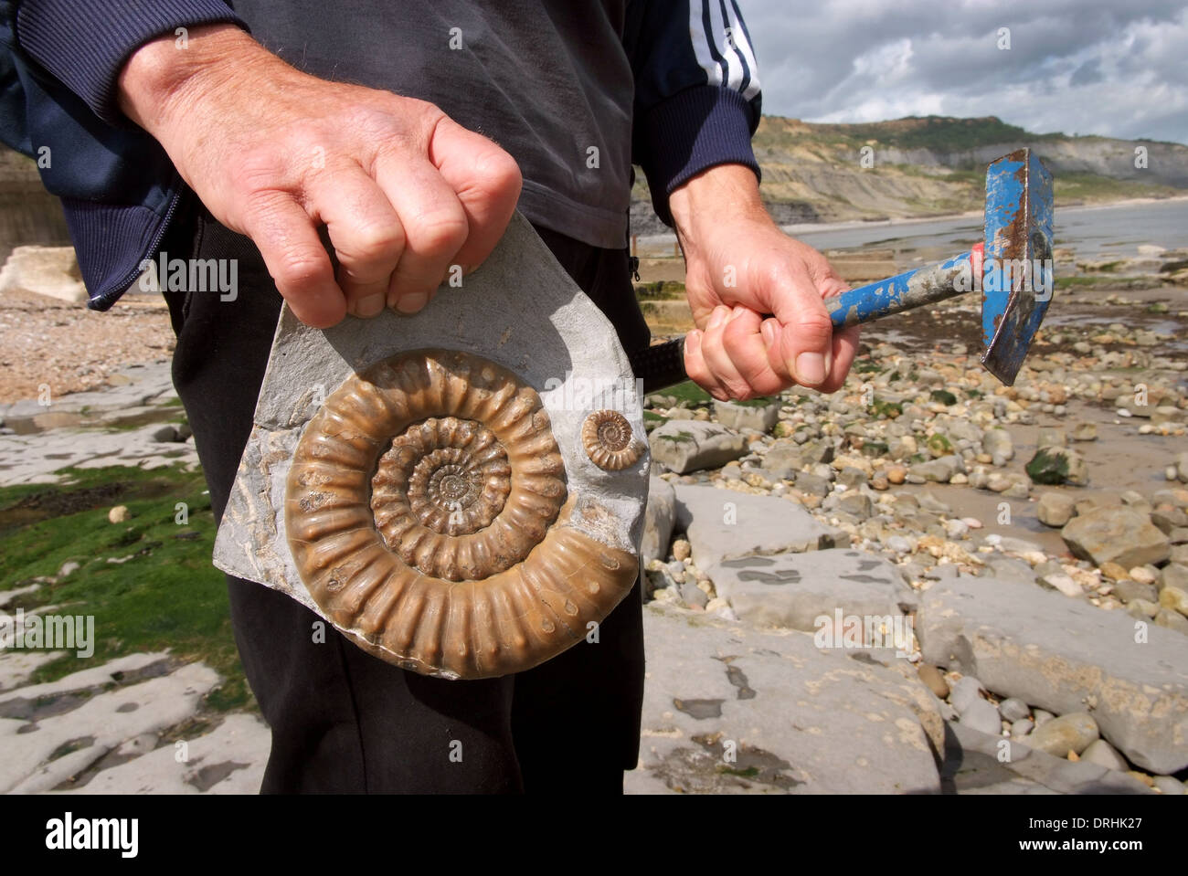 Un fósil de ammonites en la playa en la Costa Jurásica en Lyme Regis, Dorset,visto con geología martillo y un colector. Foto de stock