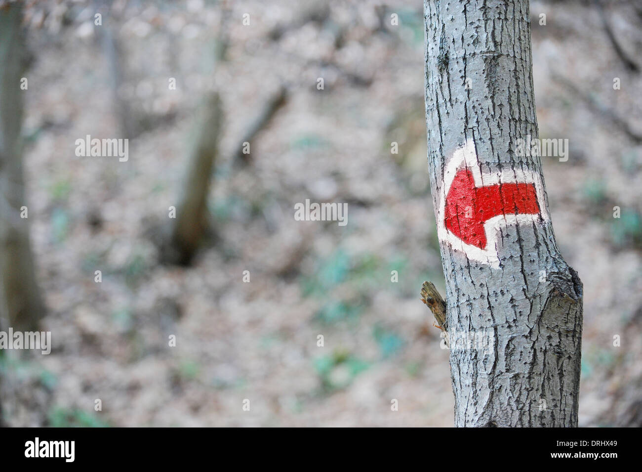 Signo de flecha roja sobre un árbol, marcando una ruta turística de senderismo Foto de stock