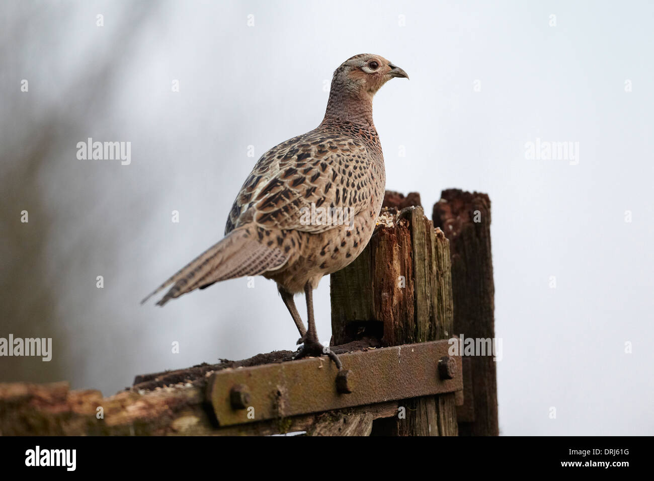 Phasianus colchicus faisán, de gallina, de pie sobre una barra de cinco Gate East Yorkshire, Reino Unido Foto de stock