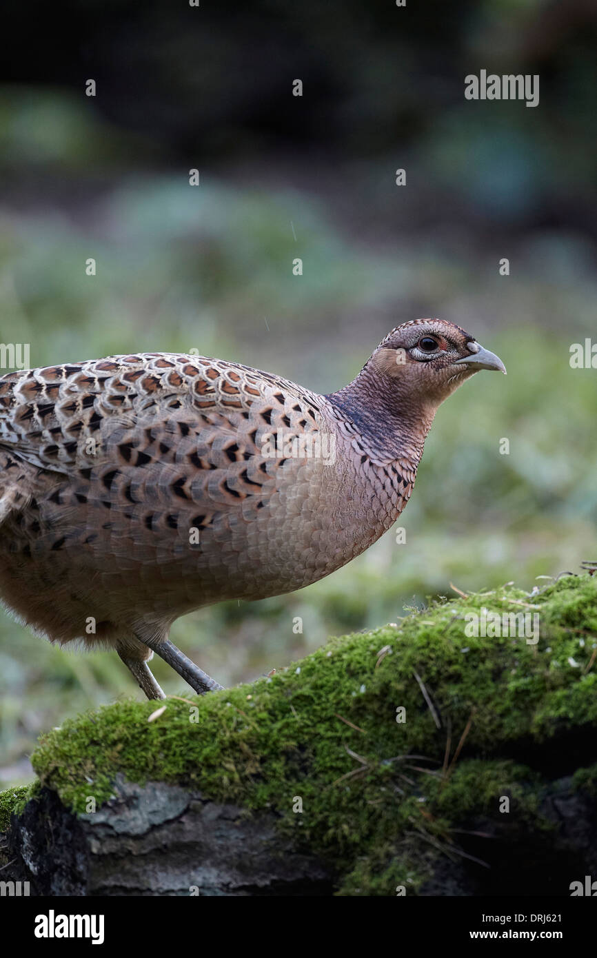 Phasianus colchicus faisán, gallina, East Yorkshire, Reino Unido Foto de stock