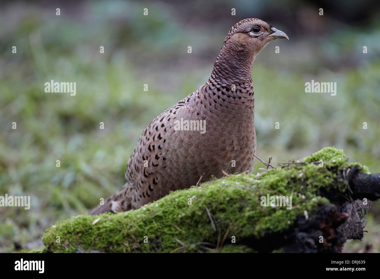 Phasianus colchicus faisán, gallina, East Yorkshire, Reino Unido Foto de stock