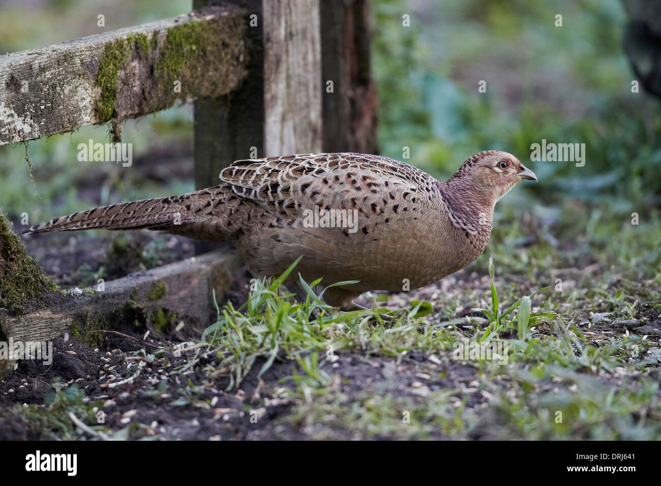 Phasianus colchicus faisán, gallina, East Yorkshire, Reino Unido Foto de stock