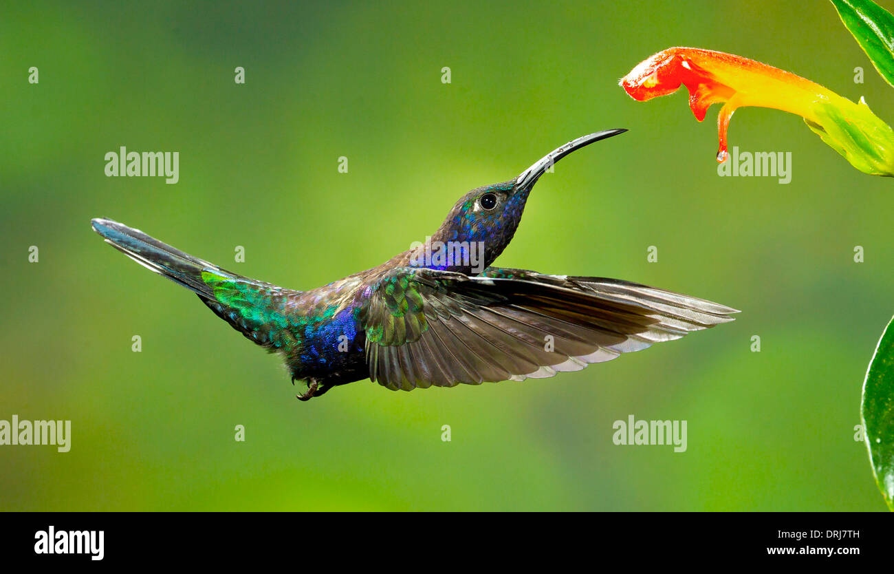 Violet Sabrewing Foto de stock