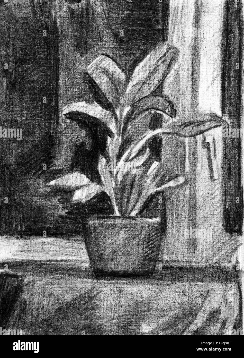 Dibujo Lapiz Ilustraciones Hojas Ilustracion Plantas De