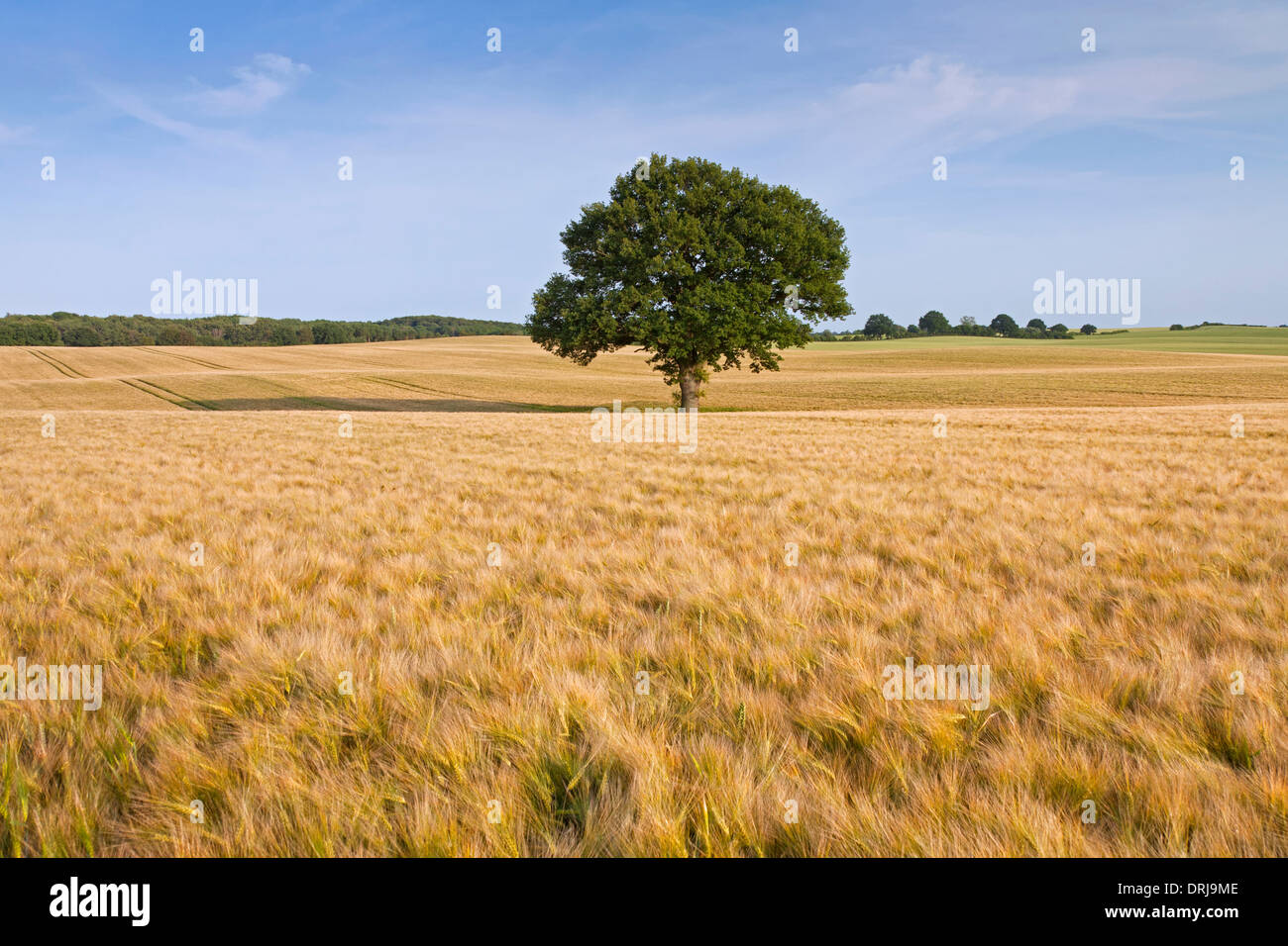 Inglés / Pendulate de roble (Quercus robur) y solitario árbol en campo de trigo en verano Foto de stock