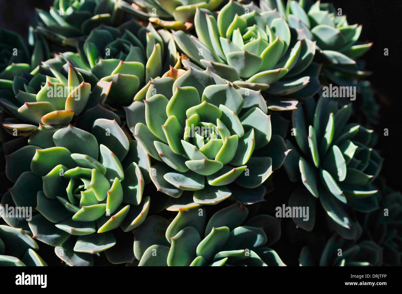 Plantas Suculentas sempervivum crecen en los Annapurnas de Nepal Foto de stock