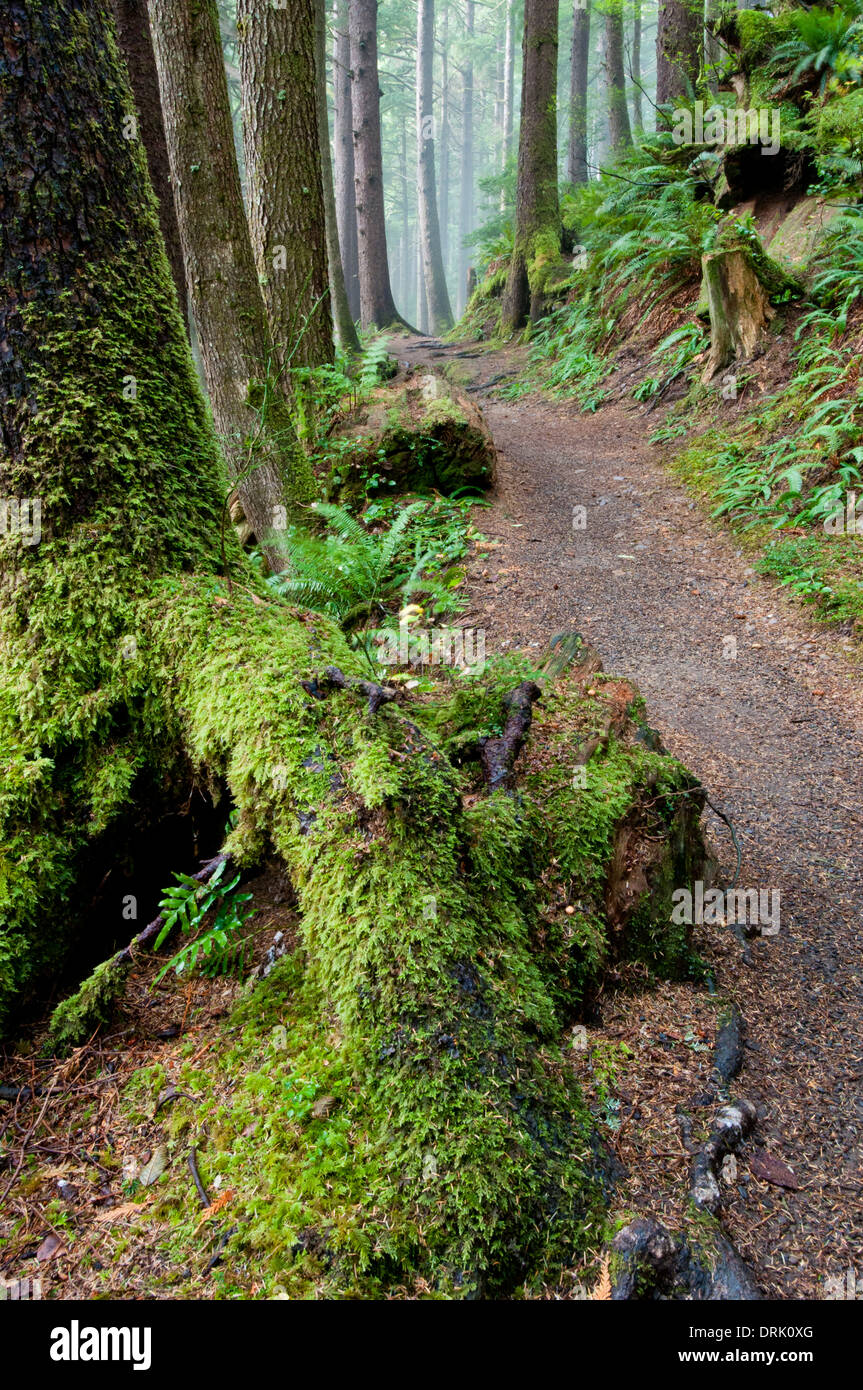Sendero de la selva en Oregon Coast gama Foto de stock