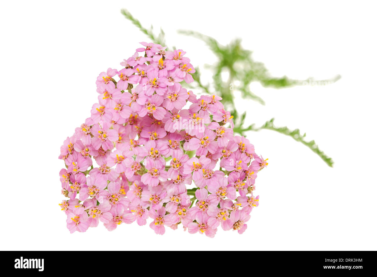 Yarrow aislado sobre fondo blanco. Foto de stock