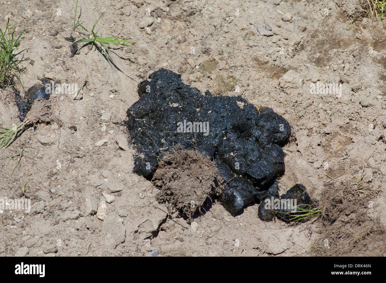 Heces de oso fotografías e imágenes de alta resolución - Alamy