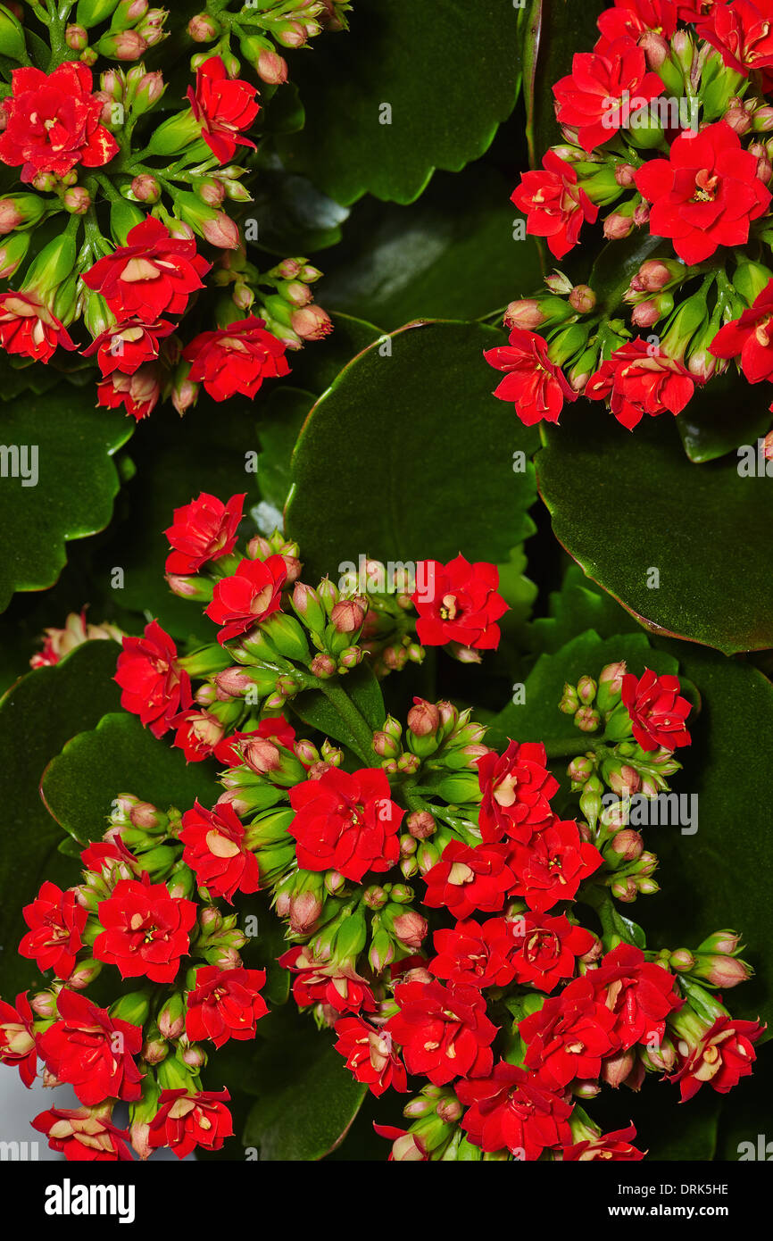 Fondo brillante de geranio rojo en flor Fotografía de stock - Alamy