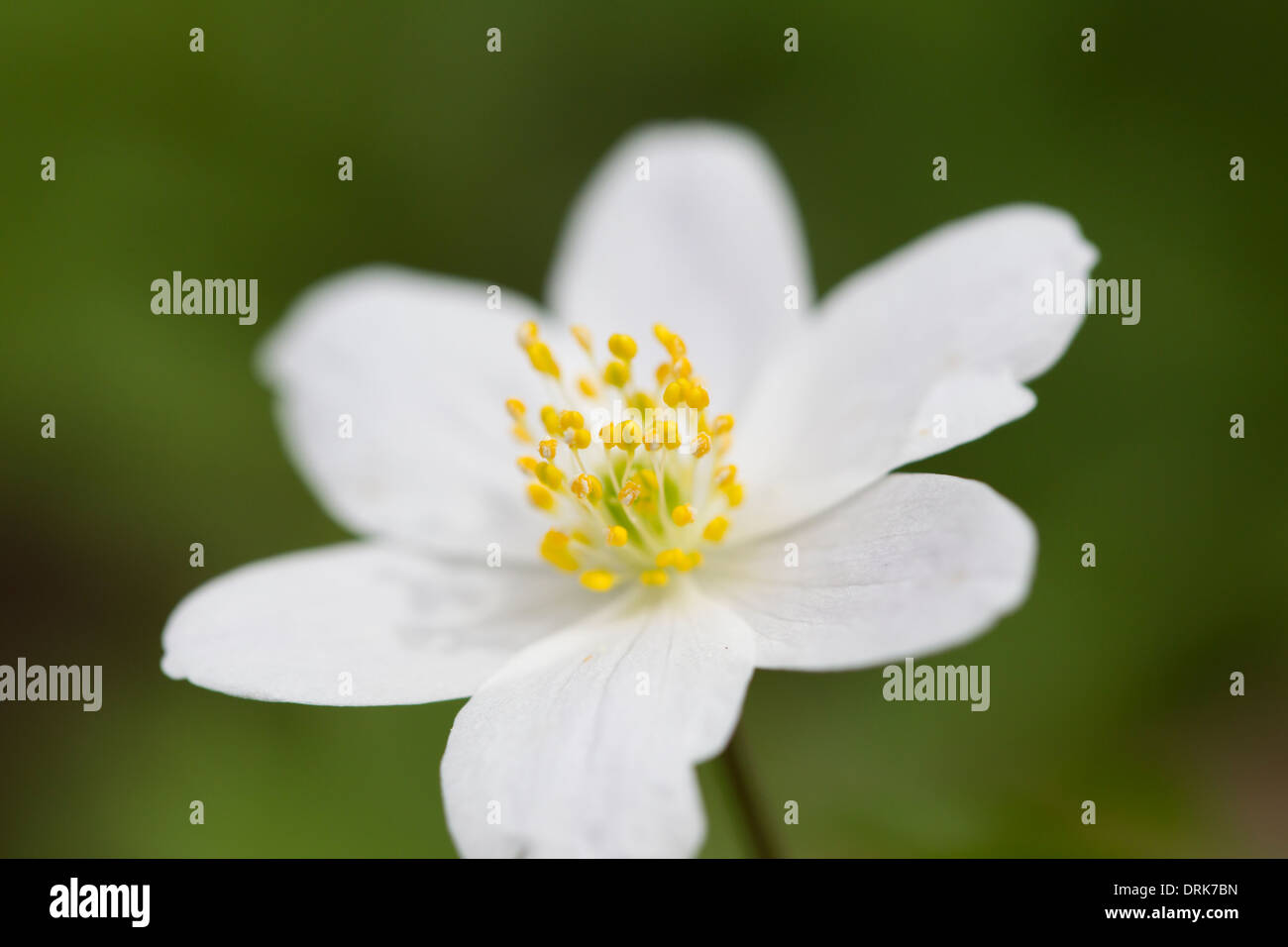 Anémona nemorosa flower bloom Buschwindroeschen brujas florales Foto de stock