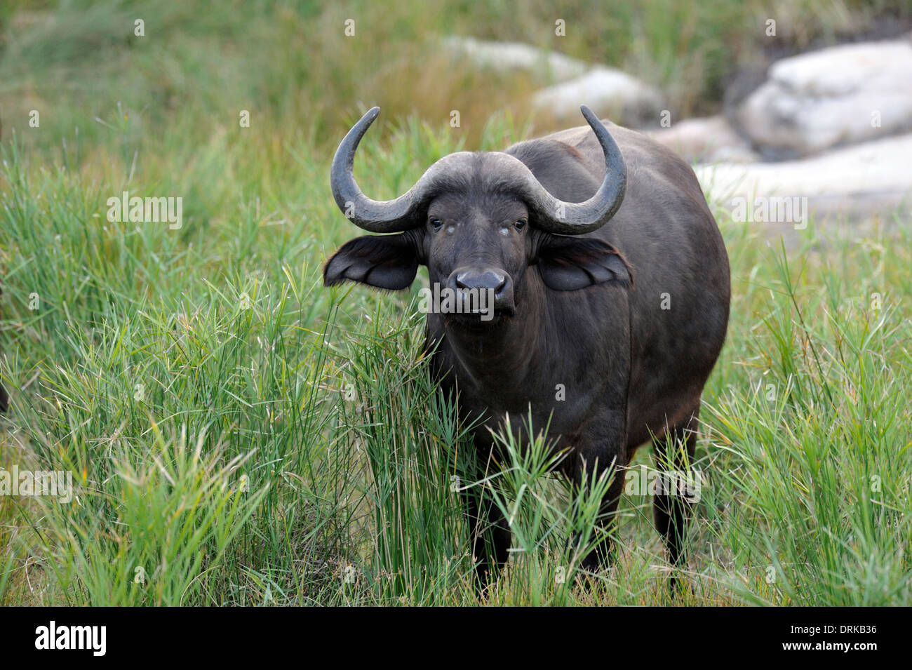 El búfalo africano (Syncerus, Cape búfalo caffer) en el Parque Nacional Kruger, Sudáfrica Foto de stock