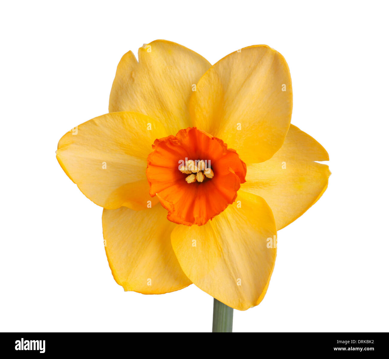 Flor Única de la naranja y rojo, pequeña taza daffodil cultivar Diamante rojo aislado sobre un fondo blanco. Foto de stock