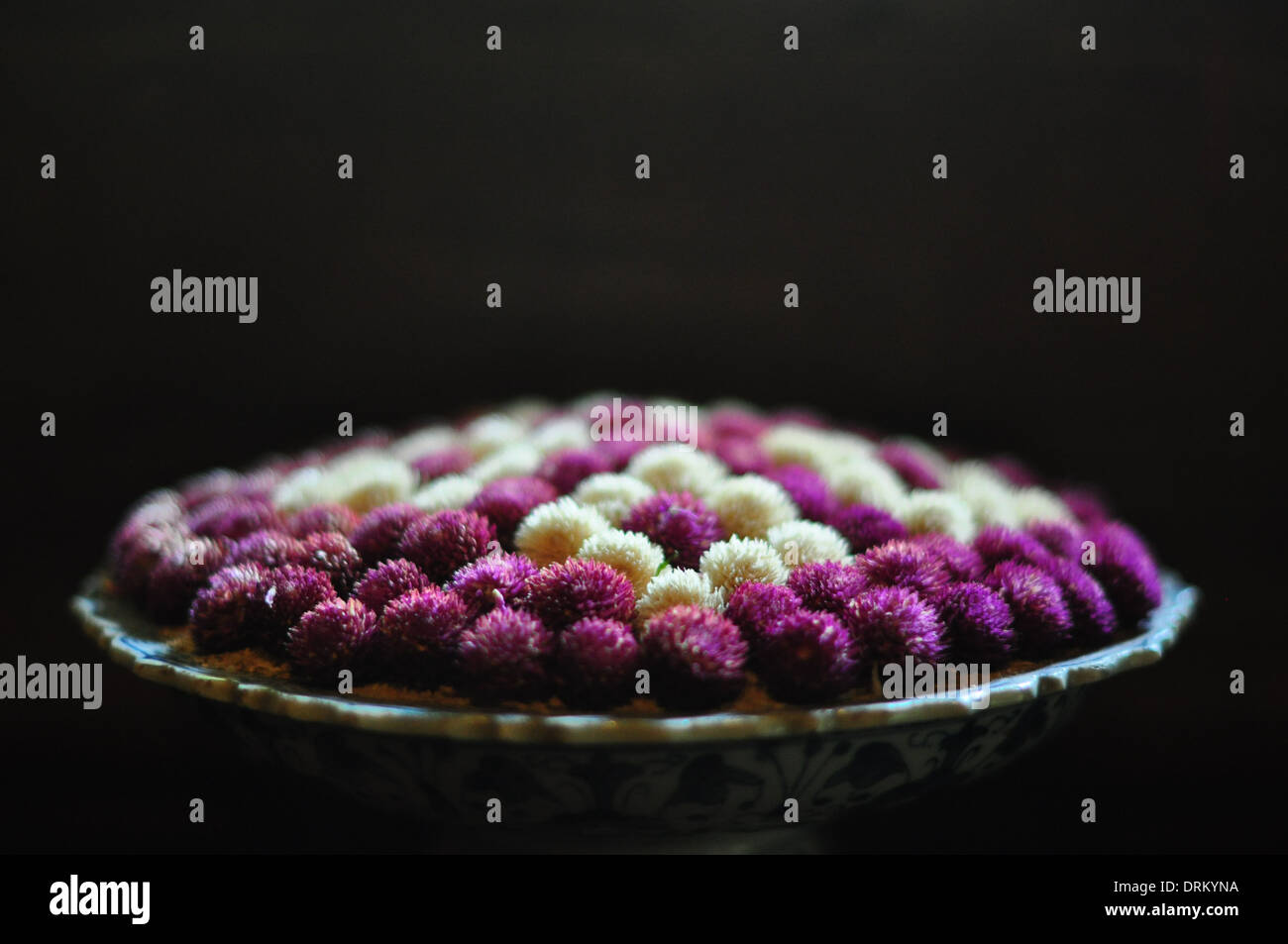 Globo de amaranto (gomphrena globosa, o "bachelor" botón) flores en un arreglo floral tailandés. Foto de stock