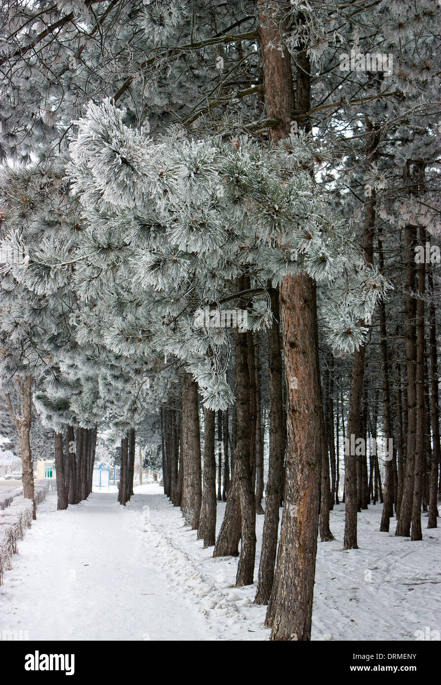 Parque de invierno en Pyatigorsk, Cáucaso, Rusia Foto de stock