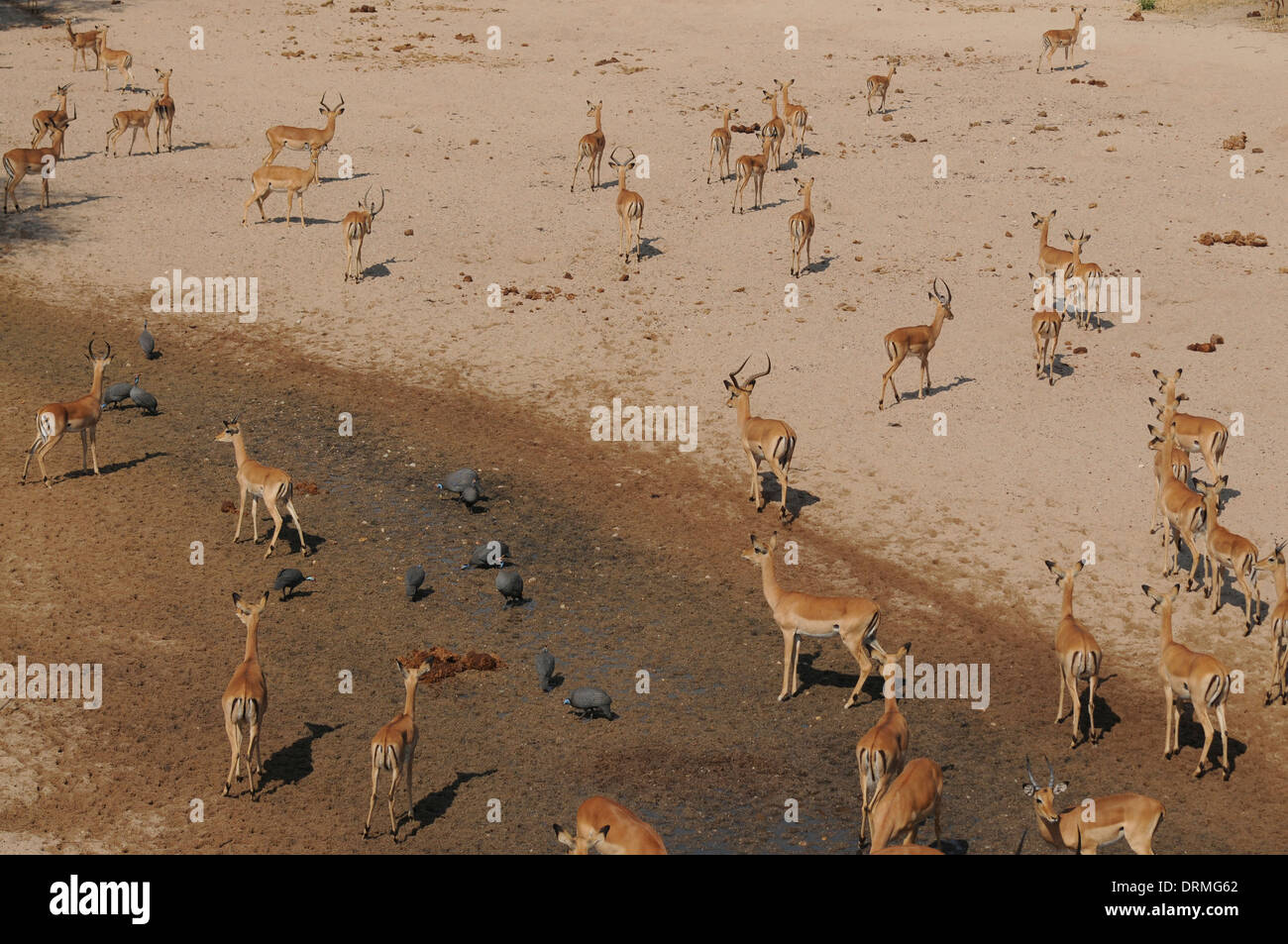 Temporada seca waterhole, el Parque nacional Ruaha, Tanzania, con el impala y el paují guineafowl Foto de stock
