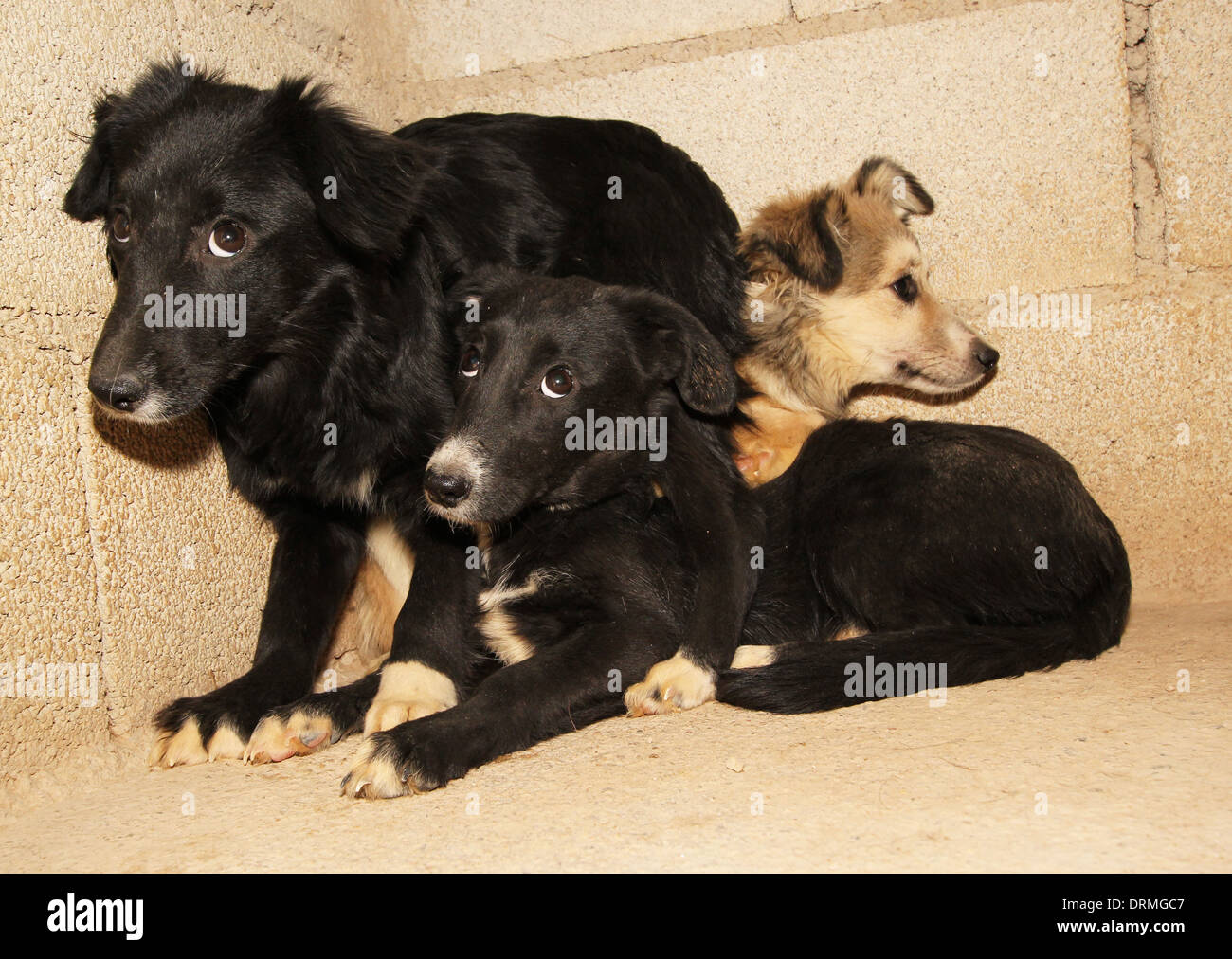 Rescate de cachorros en la camada Allymo perreras, Corvera, Murcia, España  Fotografía por Tony Henshaw Fotografía de stock - Alamy