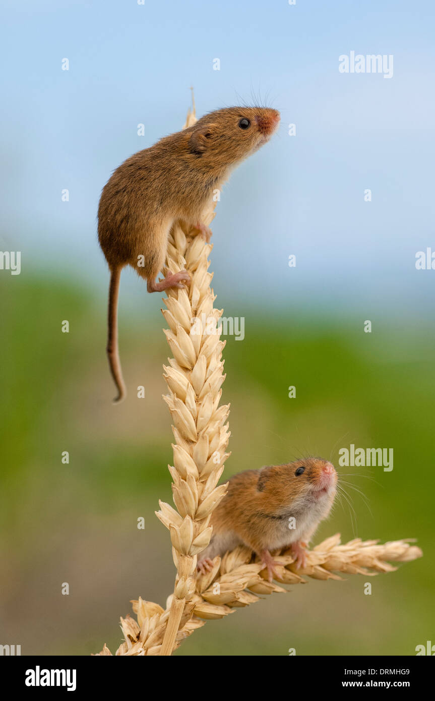 Micromys minutus, cosecha ratones en mazorcas de maíz Foto de stock