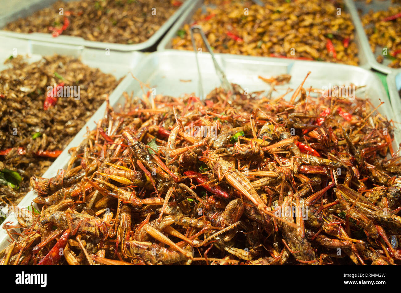 Snack insectos fritos como alimento en Bangkok, Tailandia. Foto de stock