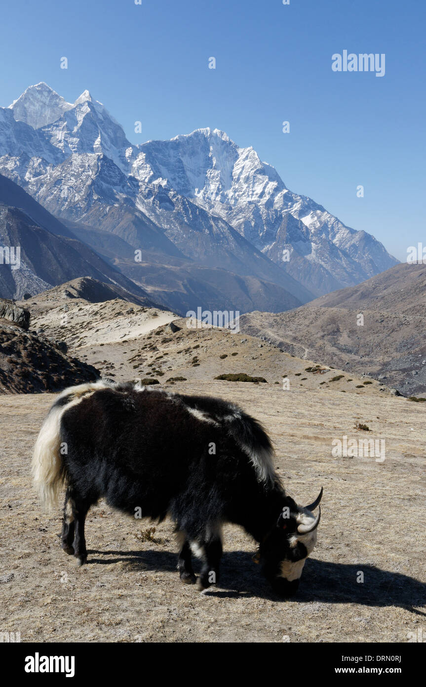 Los yaks pastando en Nepal Foto de stock