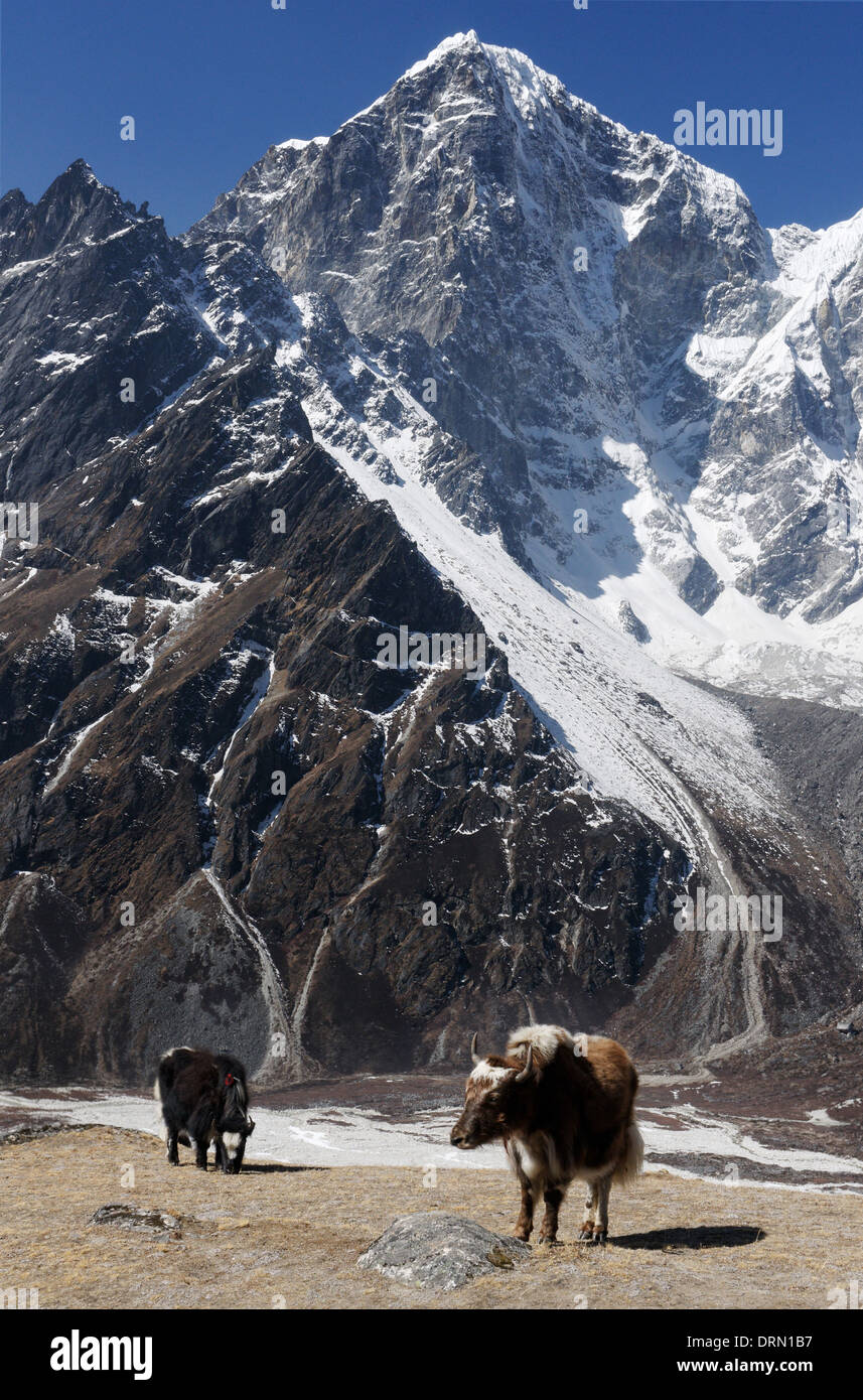 Los yaks pastando en Nepal Foto de stock