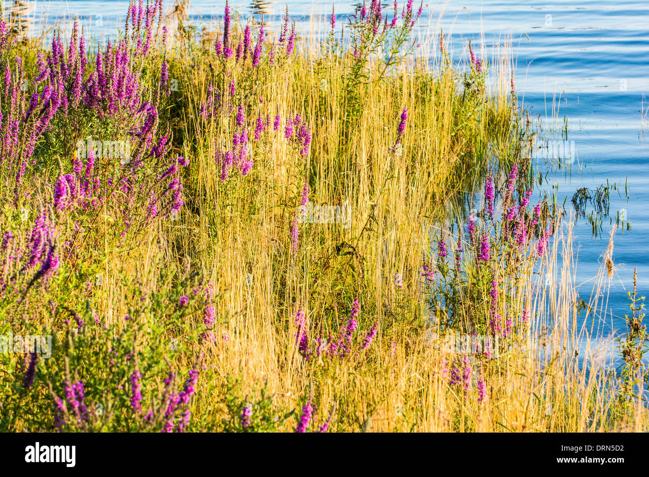 La Salicaria (Lythrum salicaria), una maleza invasora en las orillas del río Columbia, Astoria, Oregón, EE.UU. Foto de stock