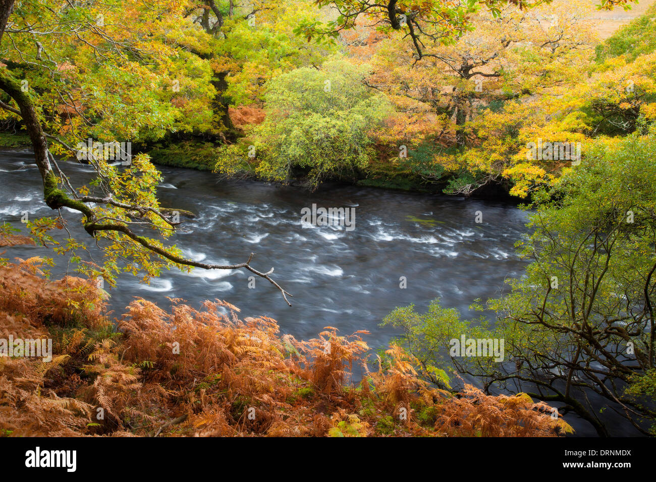 En otoño los bosques de robles a lo largo del río Owenmore, en el condado de Mayo, Irlanda. Foto de stock