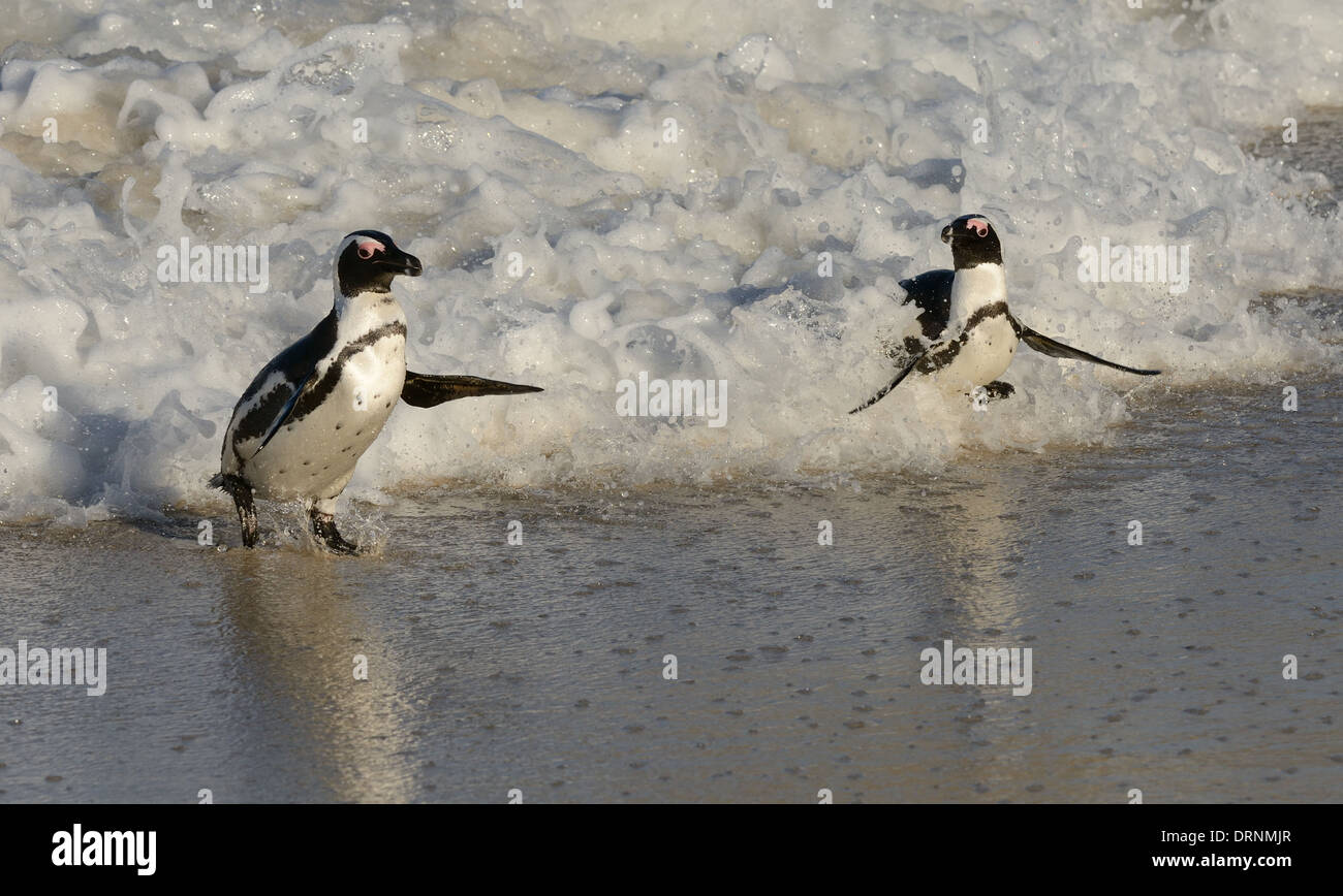 Los pingüinos africanos en la playa en False Bay, Sudáfrica con el Océano Atlántico de fondo. Foto de stock