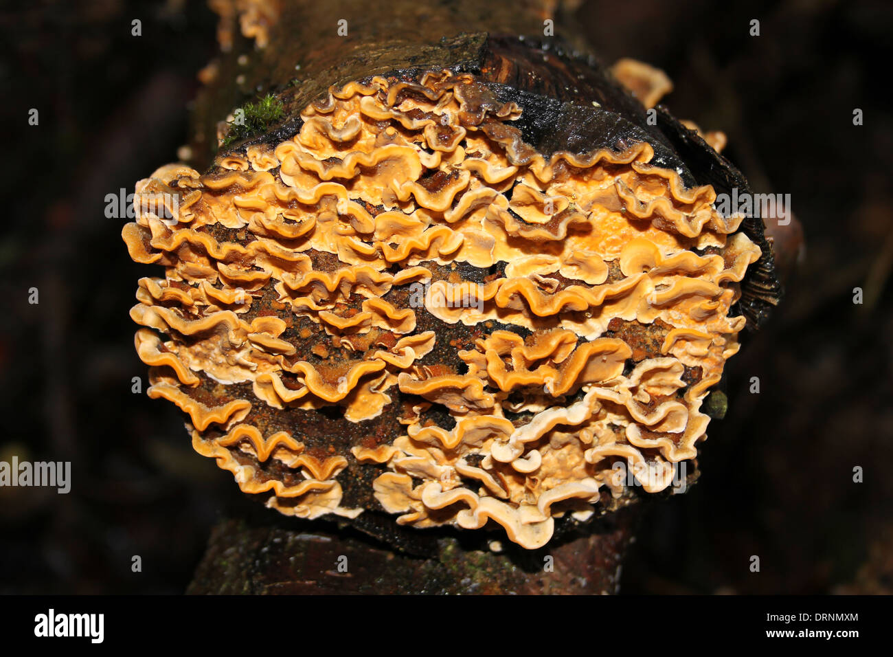 Alias Stereum peludas peludas Corteza de cortina, falsos Turquía Tail Stereum hirsutum Foto de stock