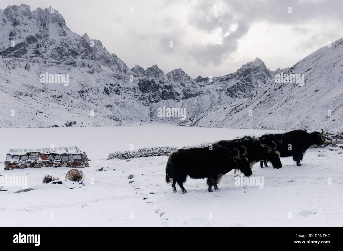 Los yaks en la nieve a Gokyo, Nepal Foto de stock