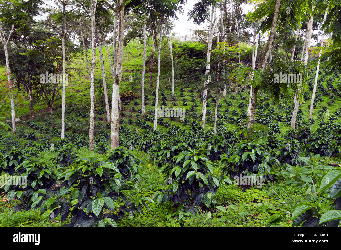 Los arbustos de café cultivado a la sombra en una plantación de café orgánico en las laderas occidentales de la Cordillera de Los Andes en Ecuador Foto de stock