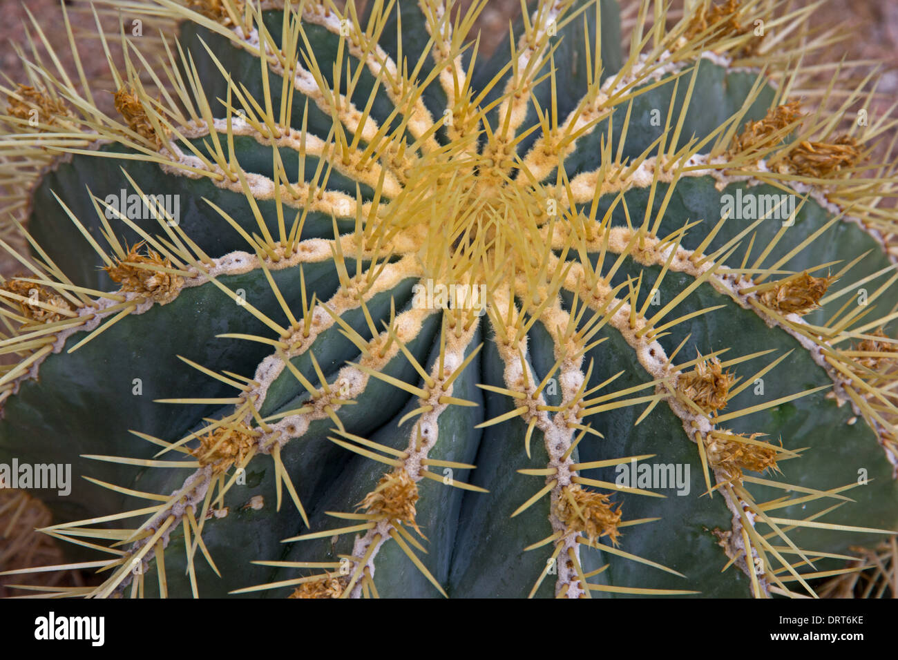 Detalle de Glaucas Cactus Barril (Ferocactus Glaucescens) Foto de stock