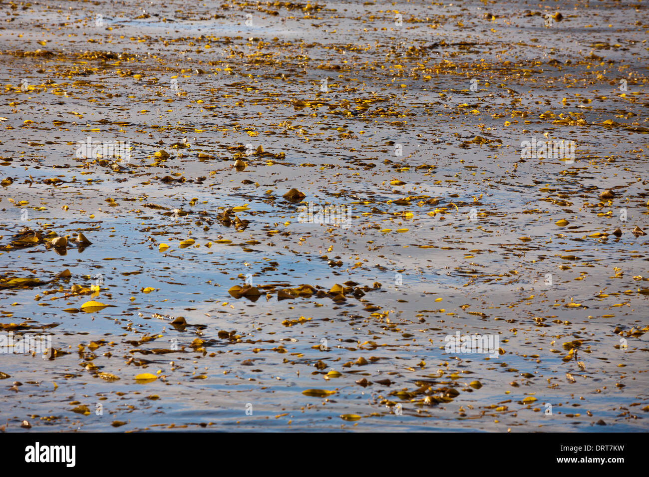 Las algas en la costa de cedros, Macrocystis pyrifera, Isla Cedros, México Foto de stock