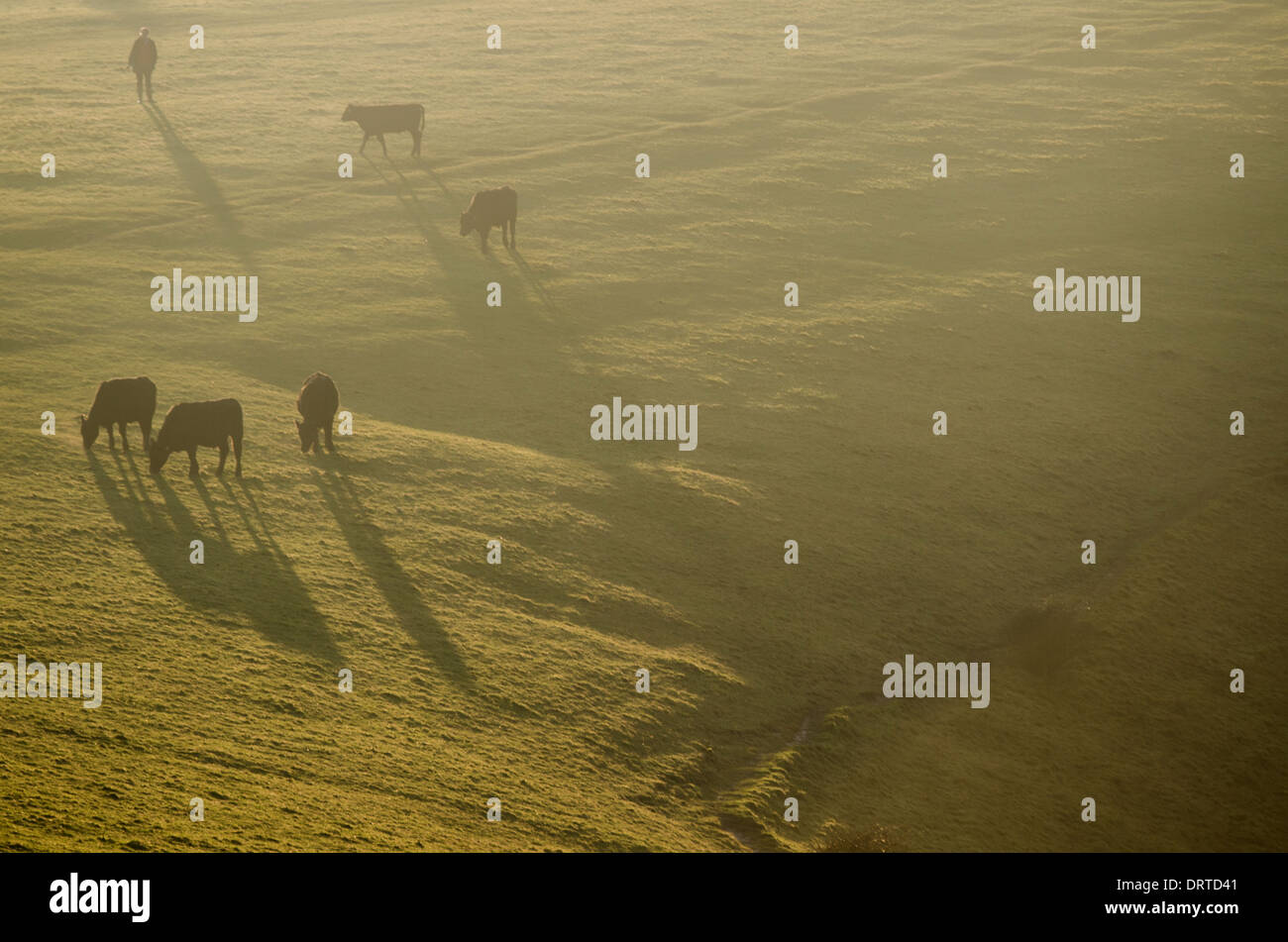 Las vacas y los agricultores de los Diablos Dyke, Brighton. Foto de stock