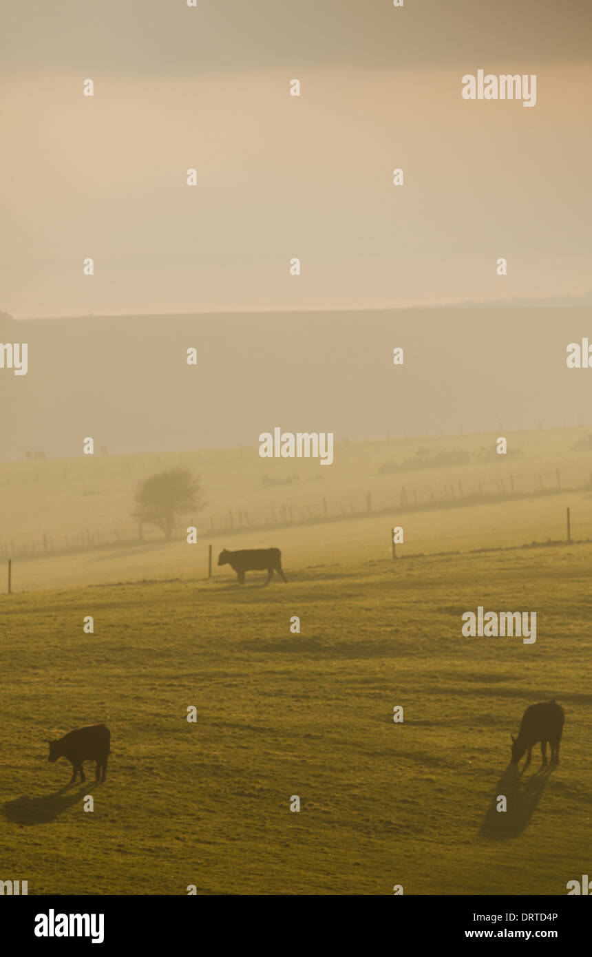 Las vacas y los agricultores de los Diablos Dyke, Brighton. Foto de stock