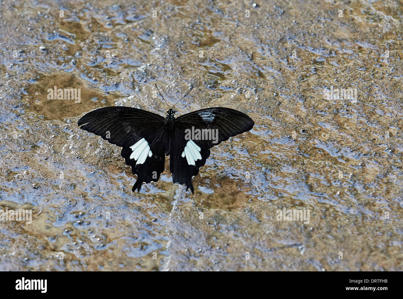 Blanco y negro Papilio nephelus sunatus Helen de mariposas de la familia Papilionidae o dorsal vista abierta en Australasia y la India Foto de stock
