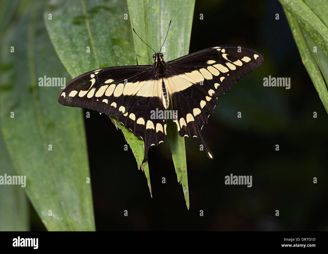 El rey Thoas especie o especie Papilio thoas dorsal o abrir vista desde Papilionidae familia, América Central y América del Sur Foto de stock