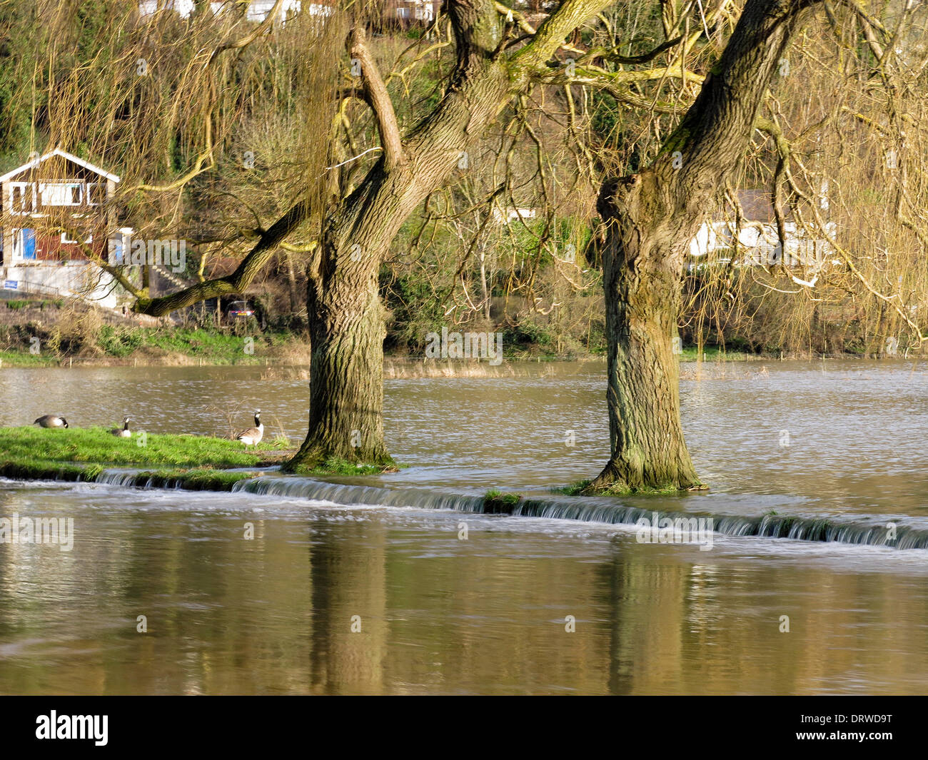 Guildford, Surrey, Reino Unido. 2 Feb, 2014. Las inundaciones del río Wey  en Guildford, Surrey. Los recientes precipitaciones caídas sobre suelos  saturados ha significado más inundaciones en la región. Crédito: James  jagger/Alamy