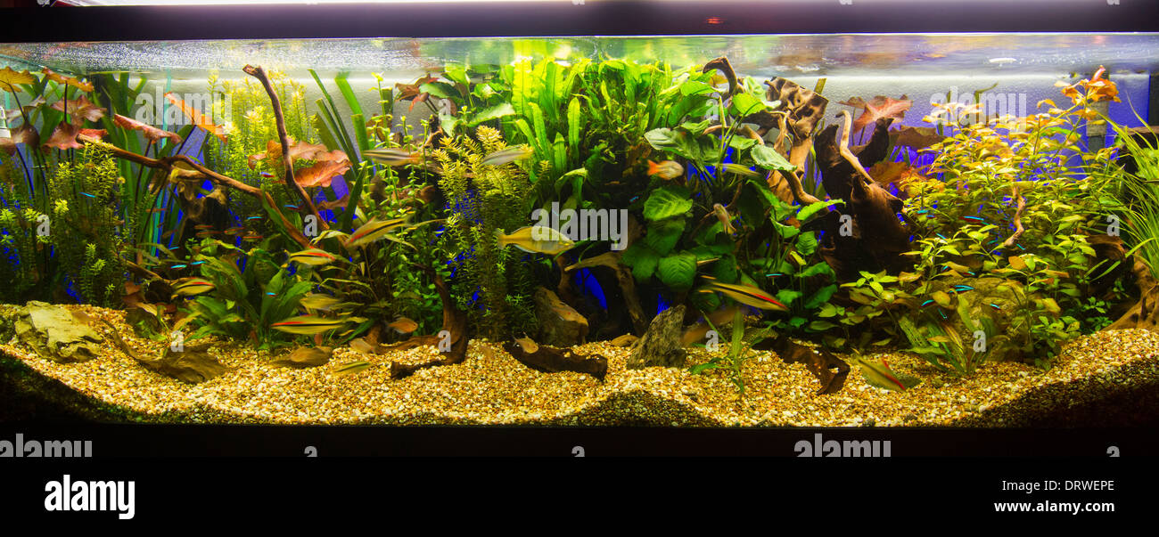 Grava de acuario fotografías e imágenes de alta resolución - Alamy