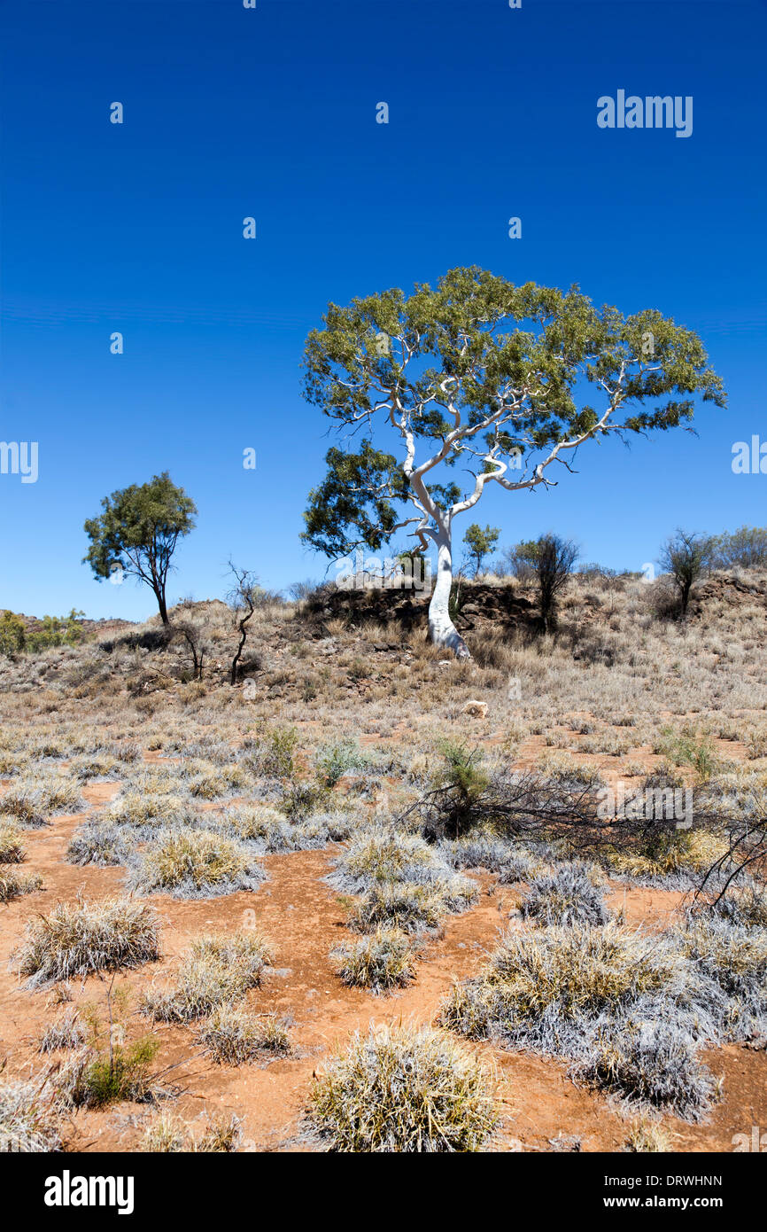 Árbol del desierto, en el outback australia cerca de Alice Springs Macdonnell Foto de stock