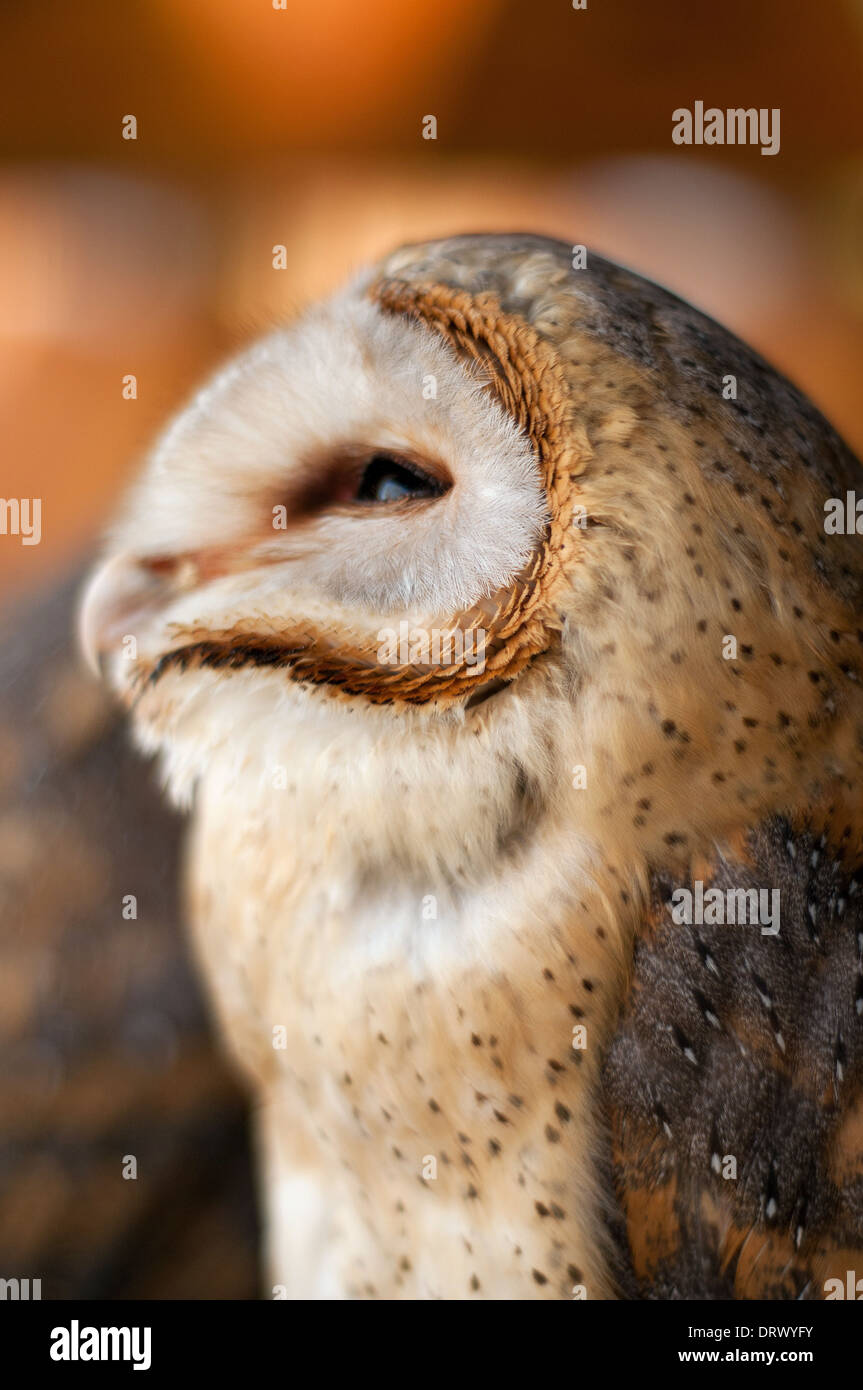 Perfil depredador fotografías e imágenes de alta resolución Página 2