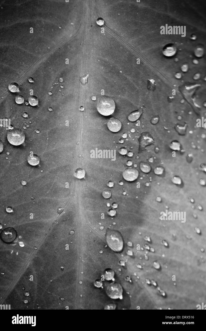 Kalo taro Imágenes de stock en blanco y negro - Alamy