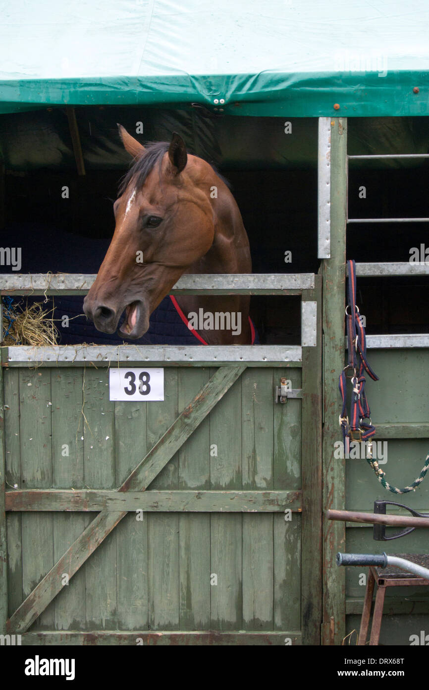 Cerca de un caballo marrón Whinnying sobre Puerta estable Foto de stock