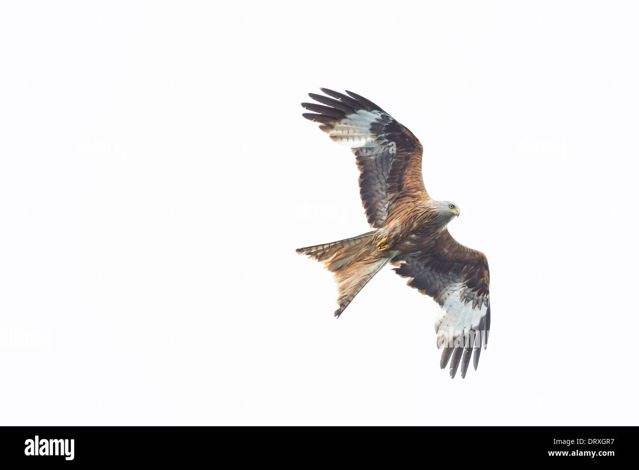 Milvus milvus Milanos volando Rotmilan Roter Milán Foto de stock