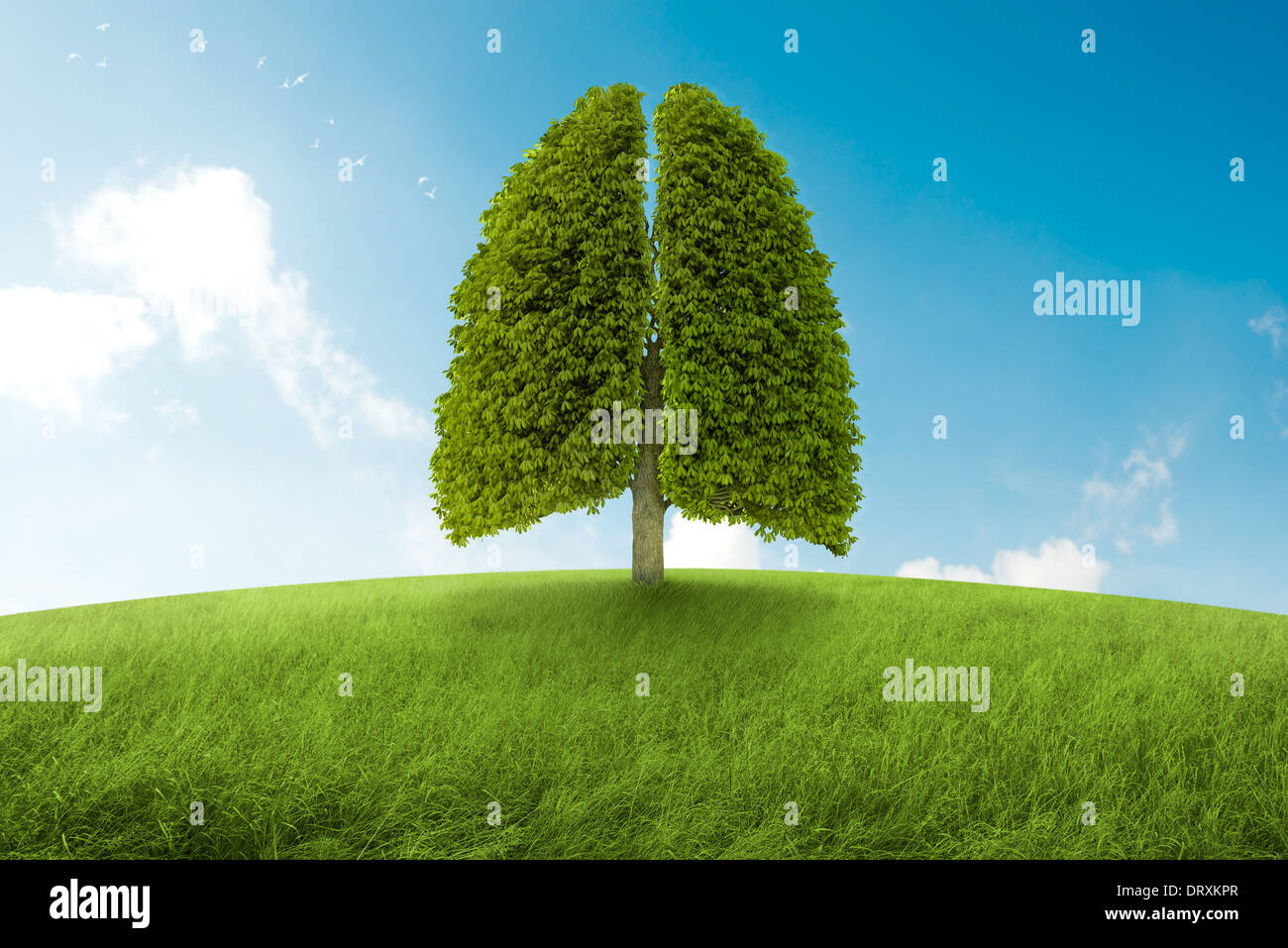 Árbol con forma de pulmones, el oxígeno de la tierra Foto de stock